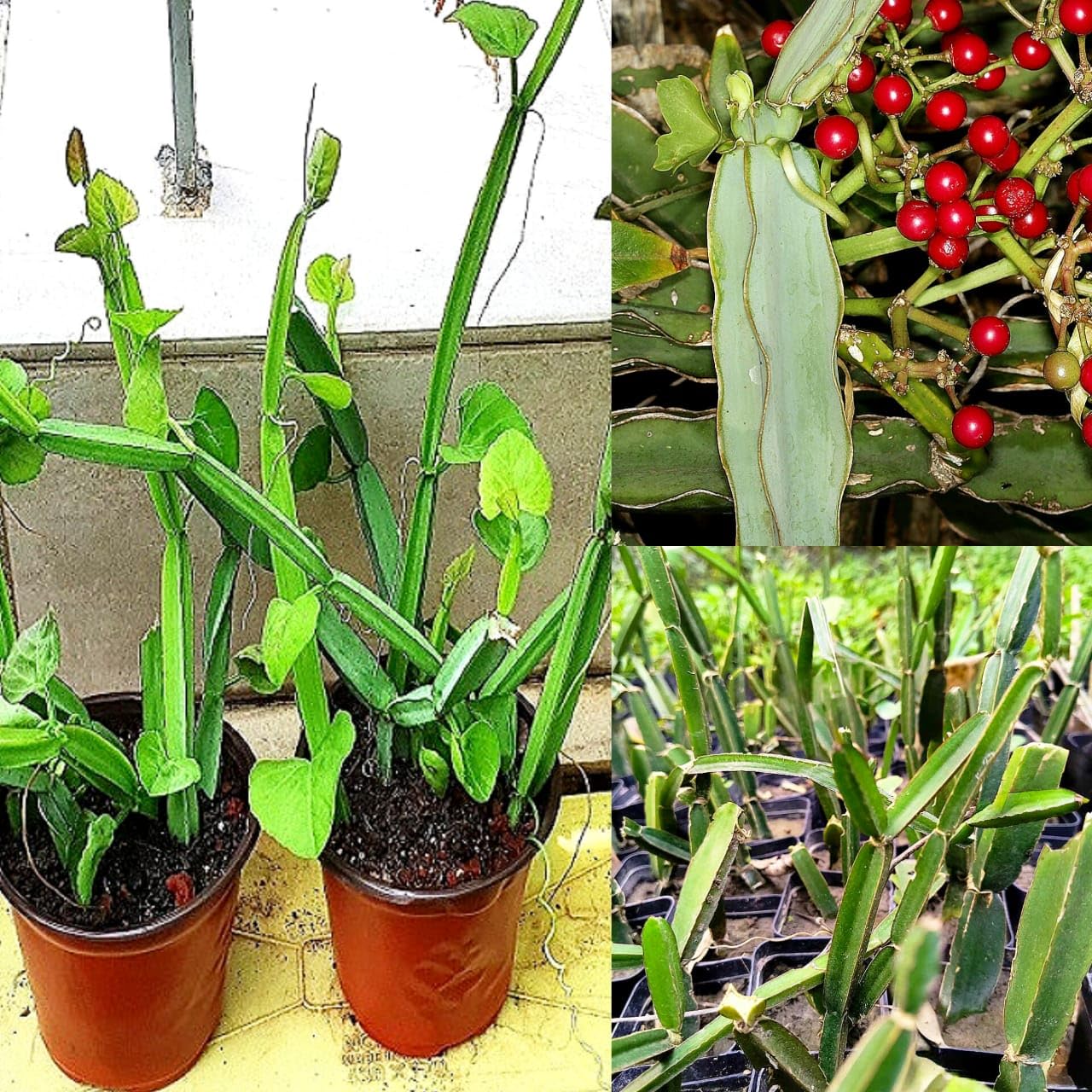 Pirandai/Changalamparanda/Hadjod Plant/Asthi Samhari/Veld grape